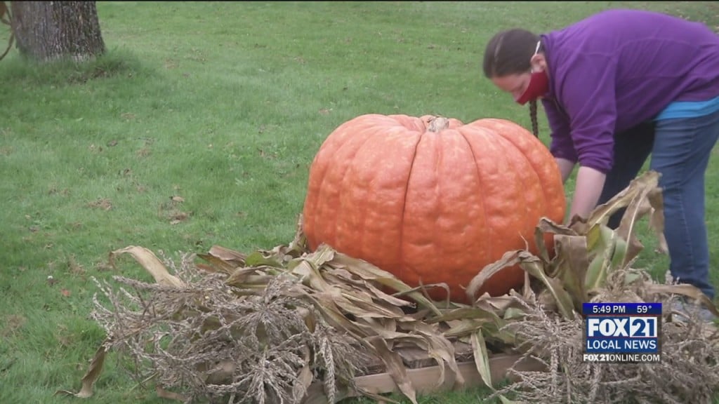 Pumpkin