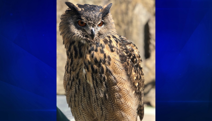 Owl
