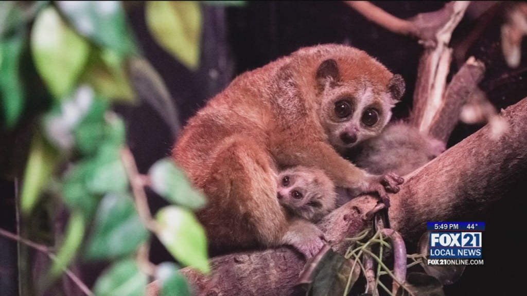 Lake Superior Zoo Welcomes Twin Baby Lorises