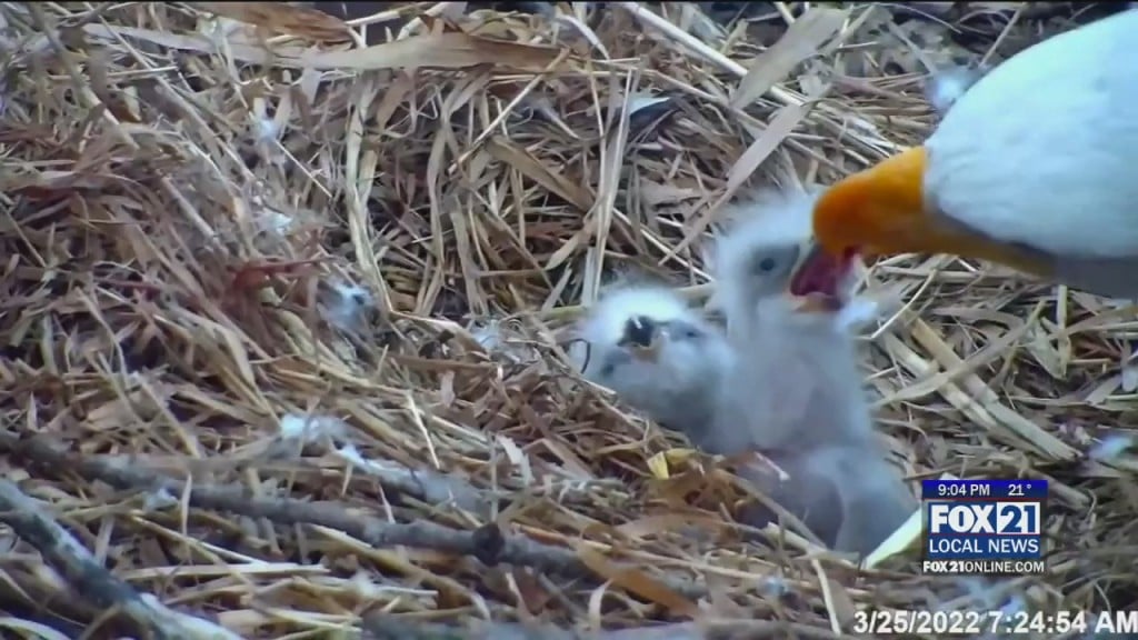 Dnr Eaglecam