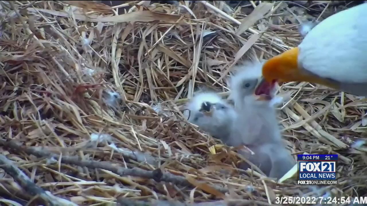 Minnesota DNR's EagleCam Now Showing Two Eaglets That Just Hatched ...