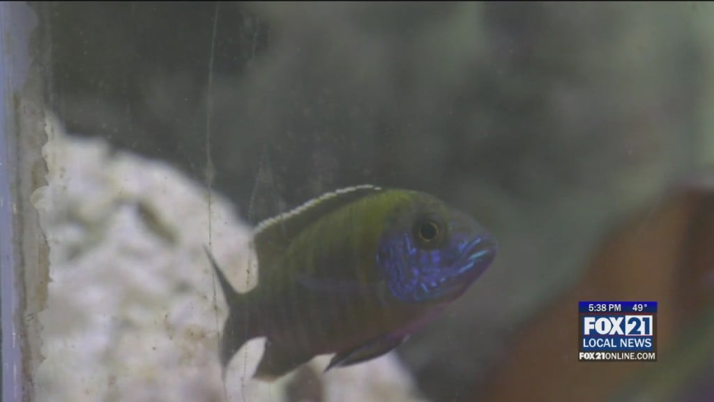 World Of Fish