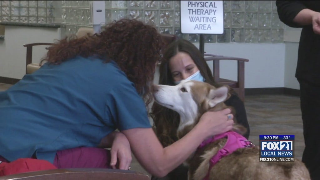 Dog Reunited