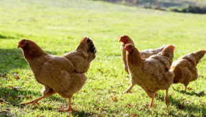 Chickens