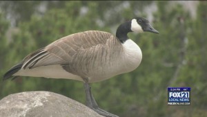 Avian Flu Lake Superior Zoo