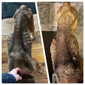 Jodi Dog Before And After