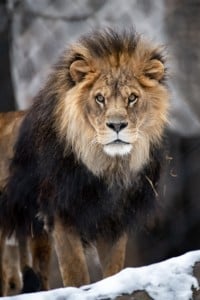 Leo Lion Death