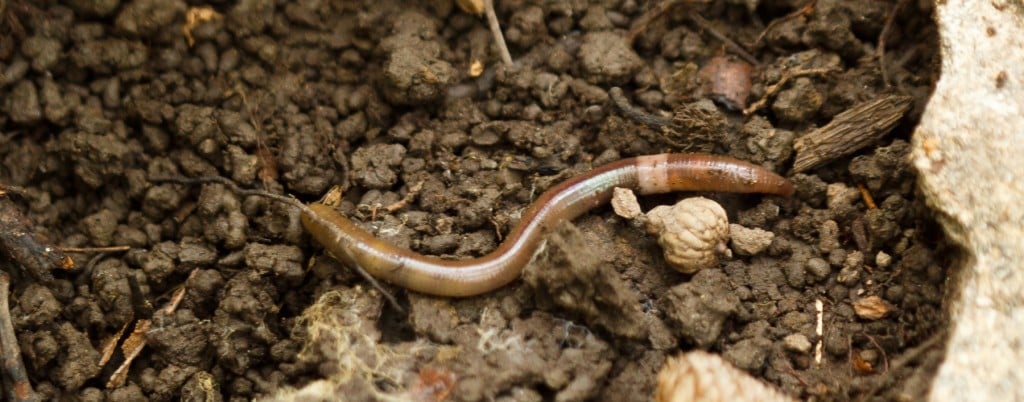 Jumping Worm