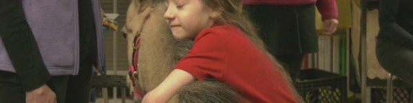 Mini Horses