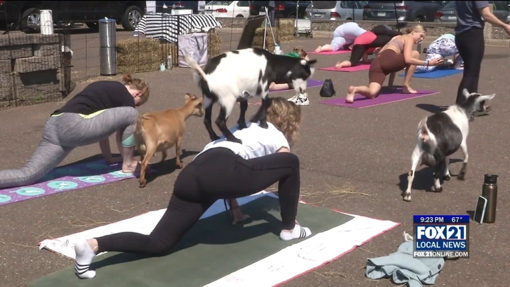 Goat Yoga Vw Duluth