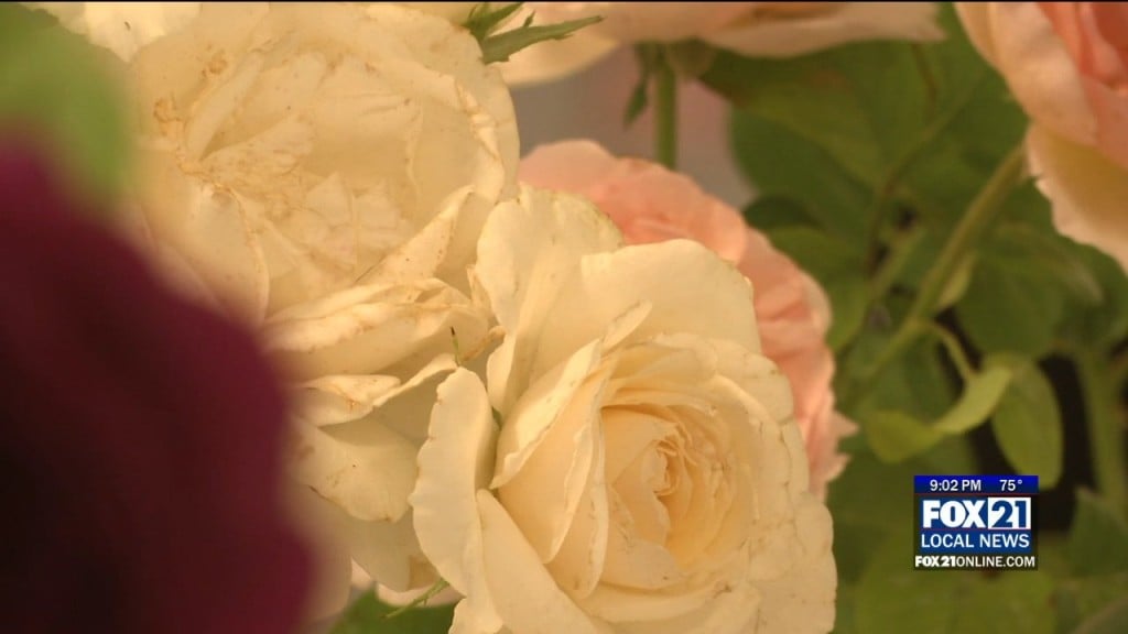 Rose Show