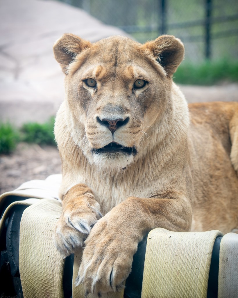 Lily The Lion