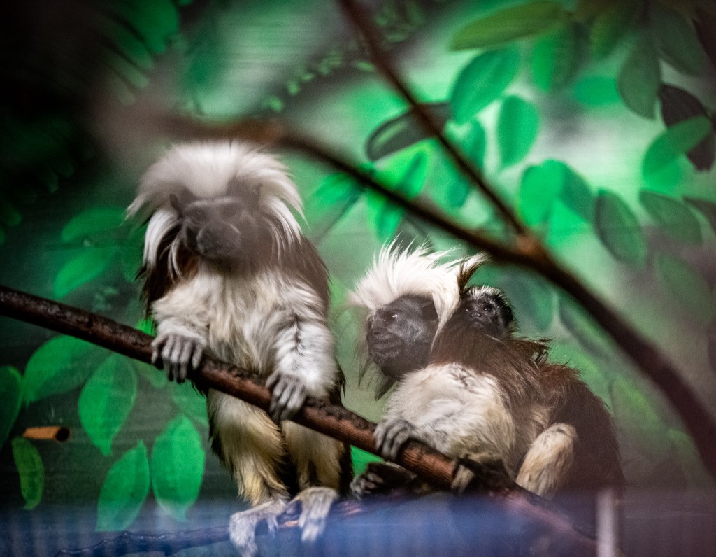 New Baby Primate 2