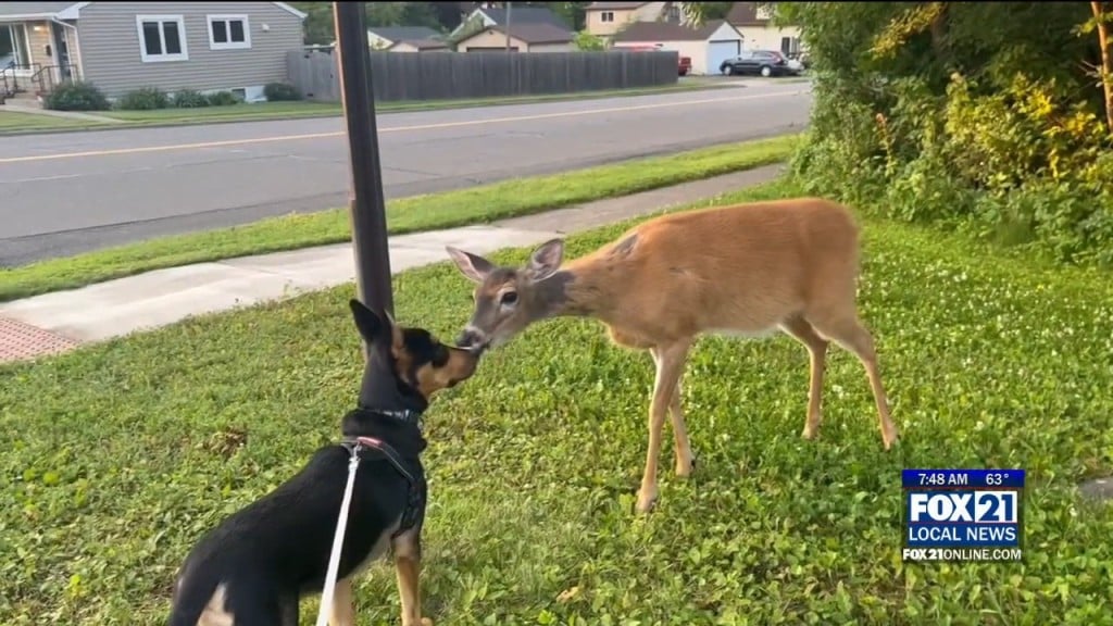 Deer, Dog, & Jackson