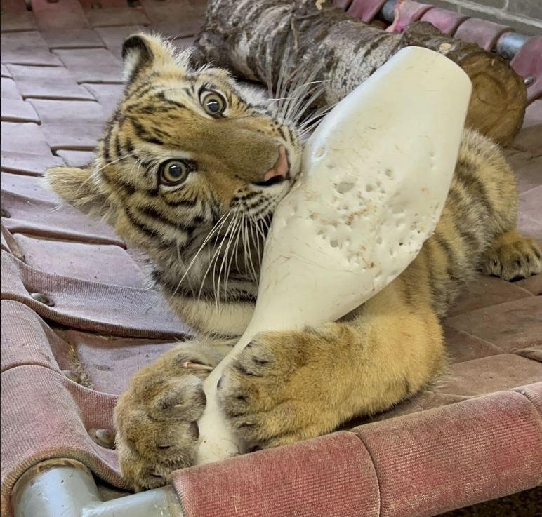 Wildcat Sanctuary In Sandstone Home New Tiger Cub