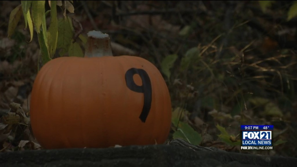 Pumpkin Hunt