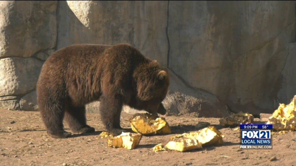 Zoo Halloween