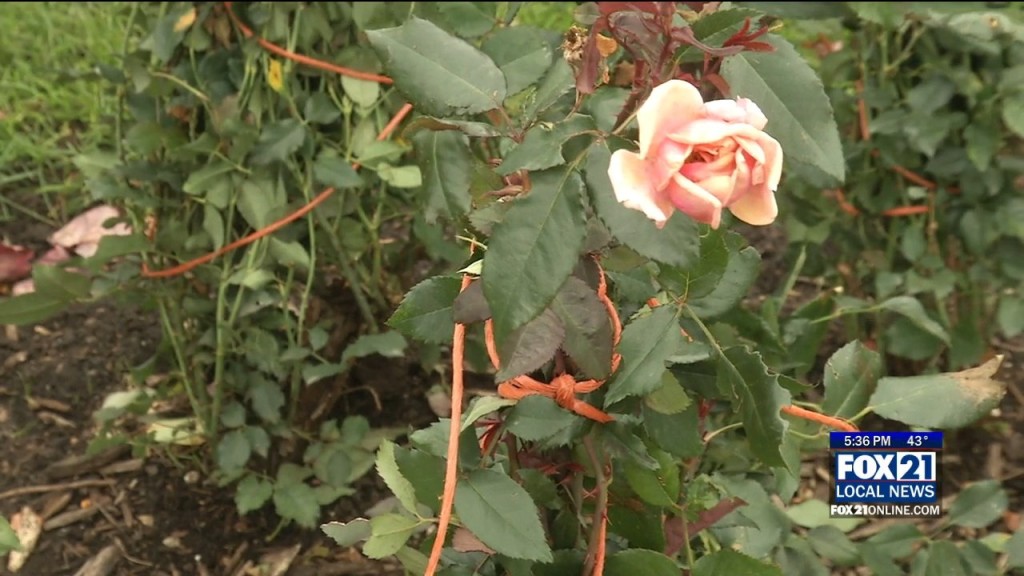 Rose Garden Work