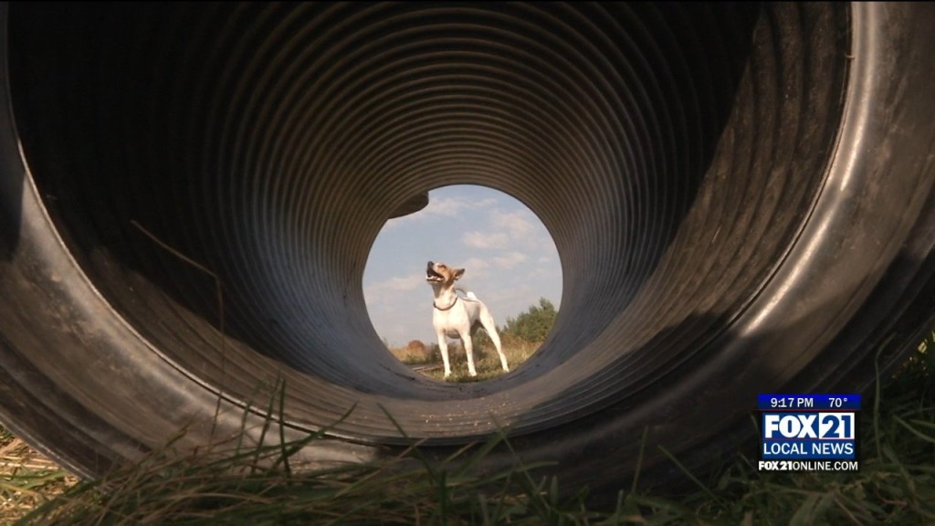 Dog Park