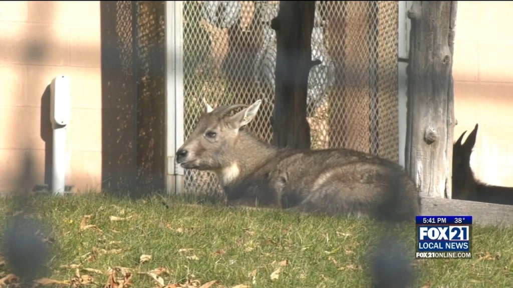 Baby Goral