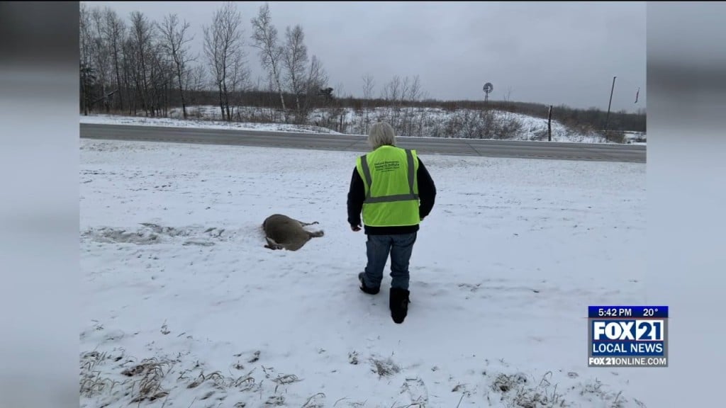 Deer Collisions