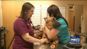Spay And Neuter Clinic Closing