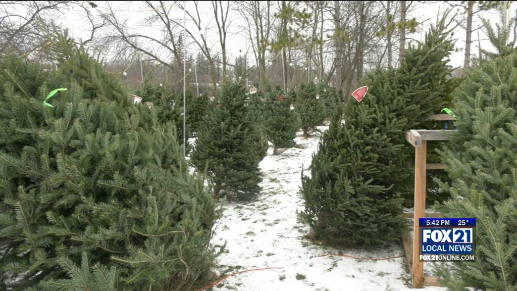 Evergreen Trees