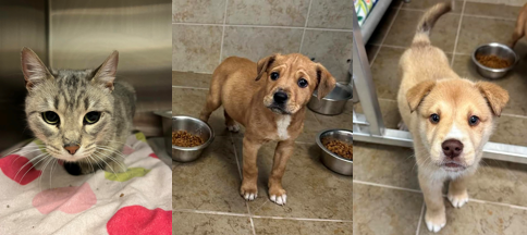 Duluth Shelter Sees Several Animals Abandoned Outside, Says Abuse And  Neglect Of Pets Is Rising - Fox21Online