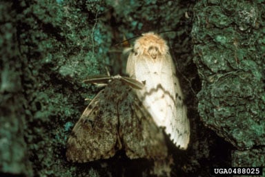 Spongy Moth