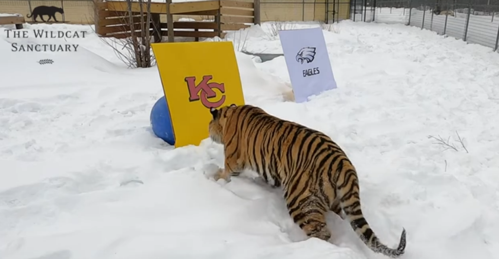 Tiger Predicts Super Bowl Winner