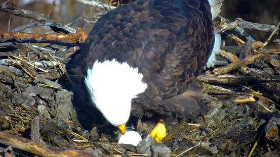First Eagle Egg