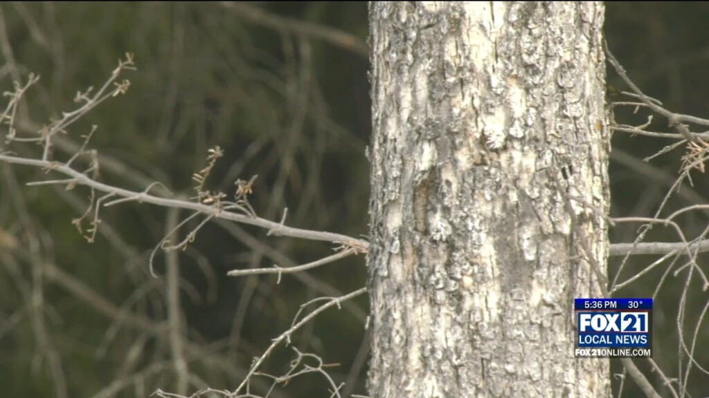 Emerald Ash Borer