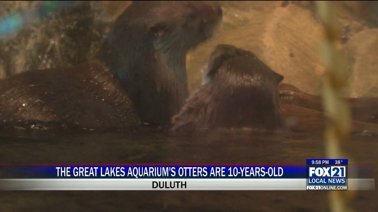 Otters at Great Lakes Aquarium Turn 10 Years Old