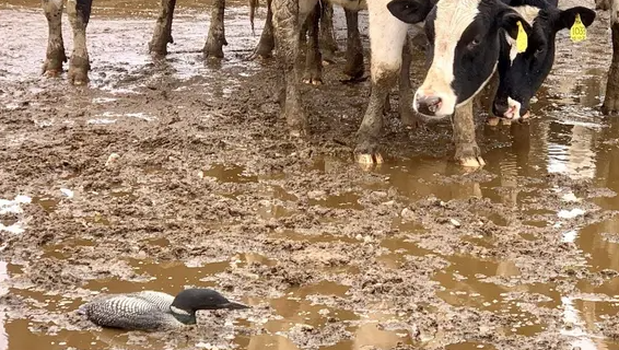 Loon Fallout
