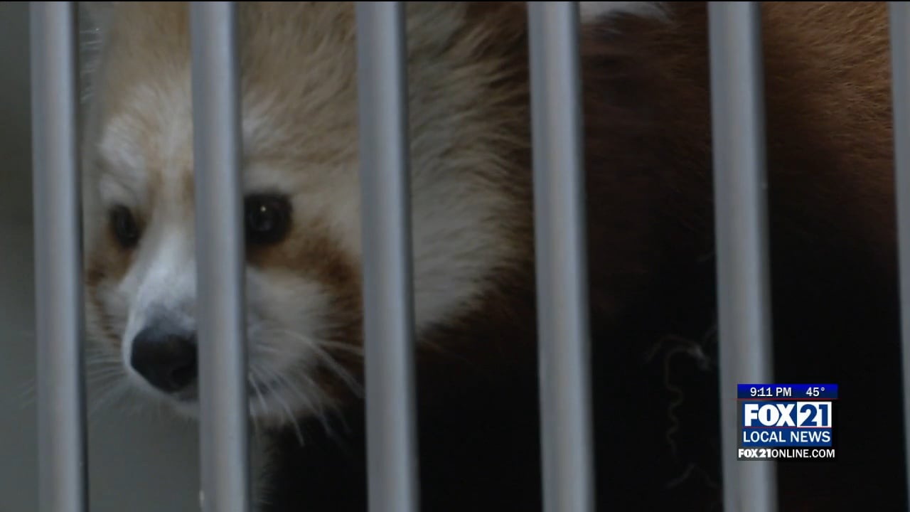 Lake Superior Zoo announces arrival of first red panda