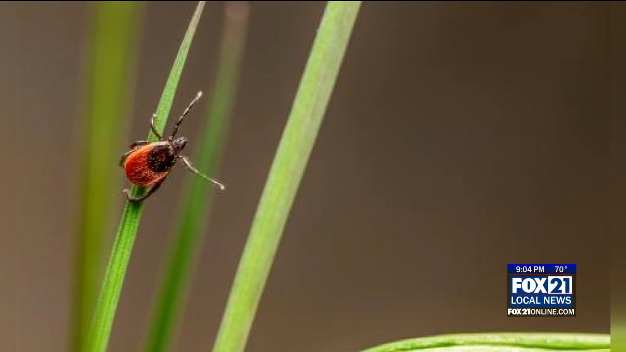 Spring Time is Tick Time in the Northland - Fox21Online