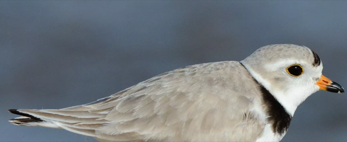 Plover Monitoring