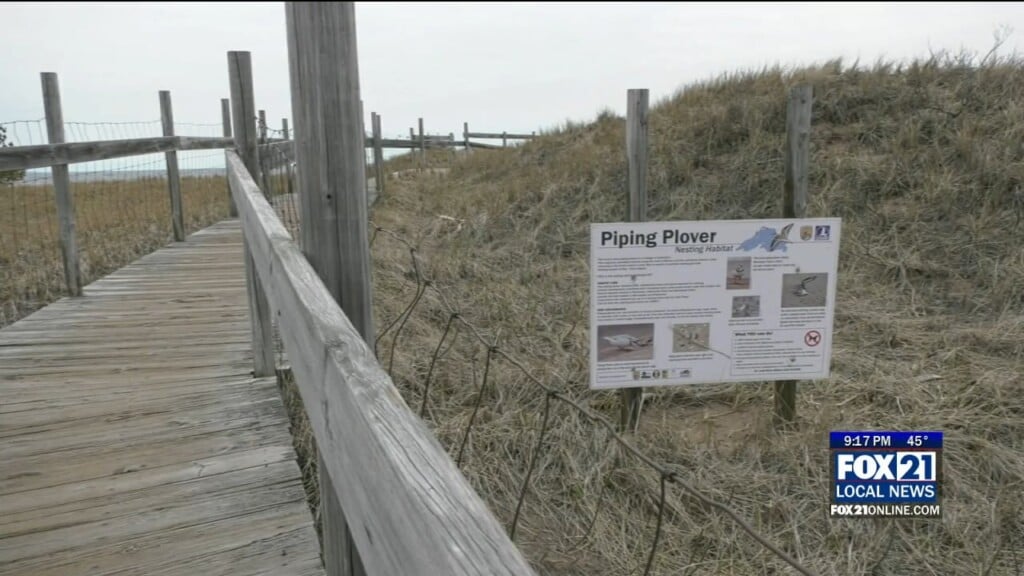 Plovers