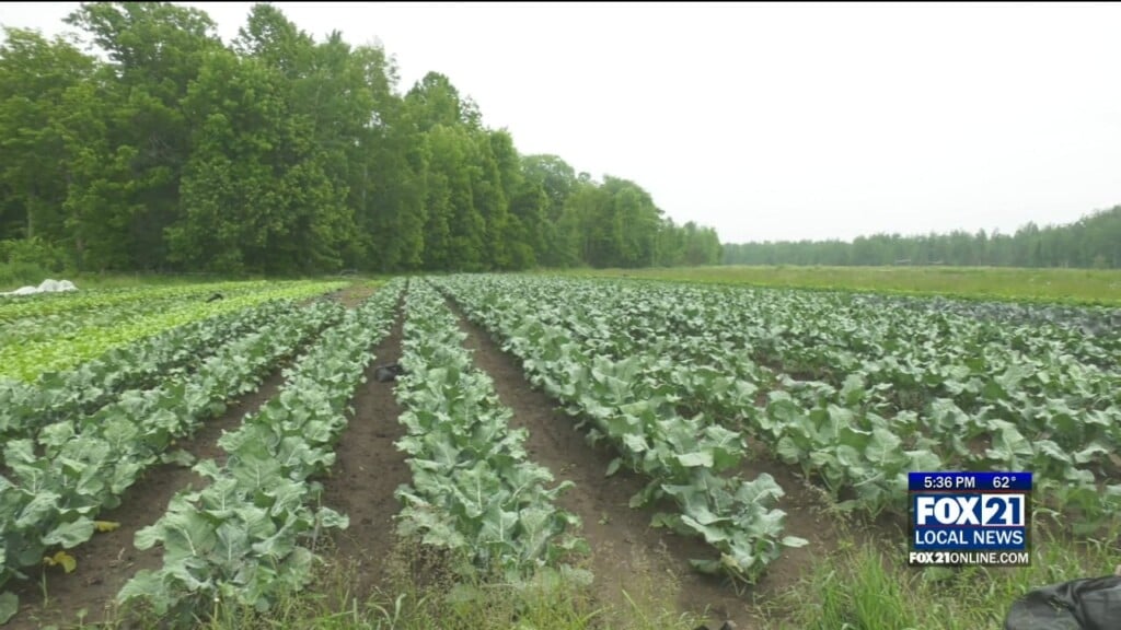 Food Farm