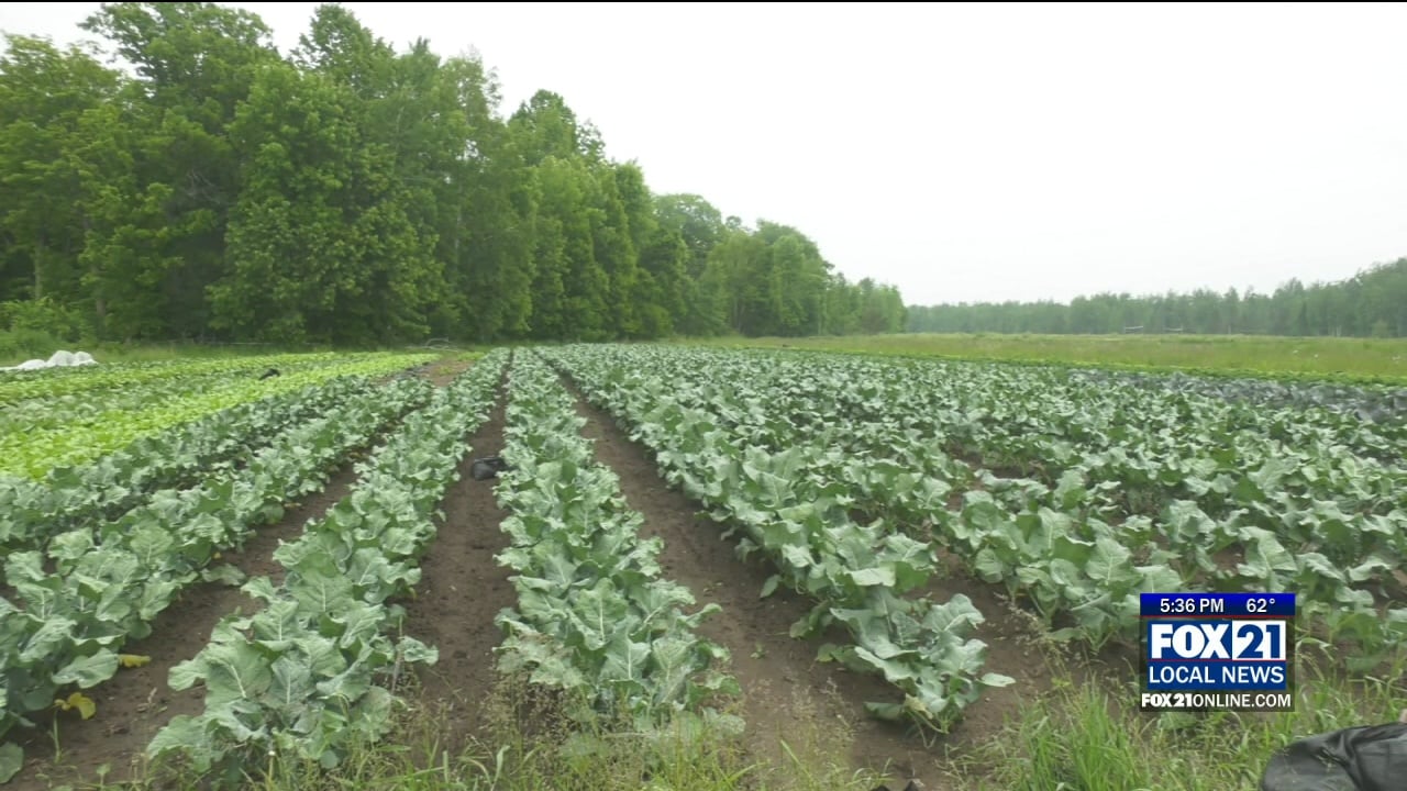 Summer's Bounty Already Being Unearthed At The Food Farm In Wrenshall