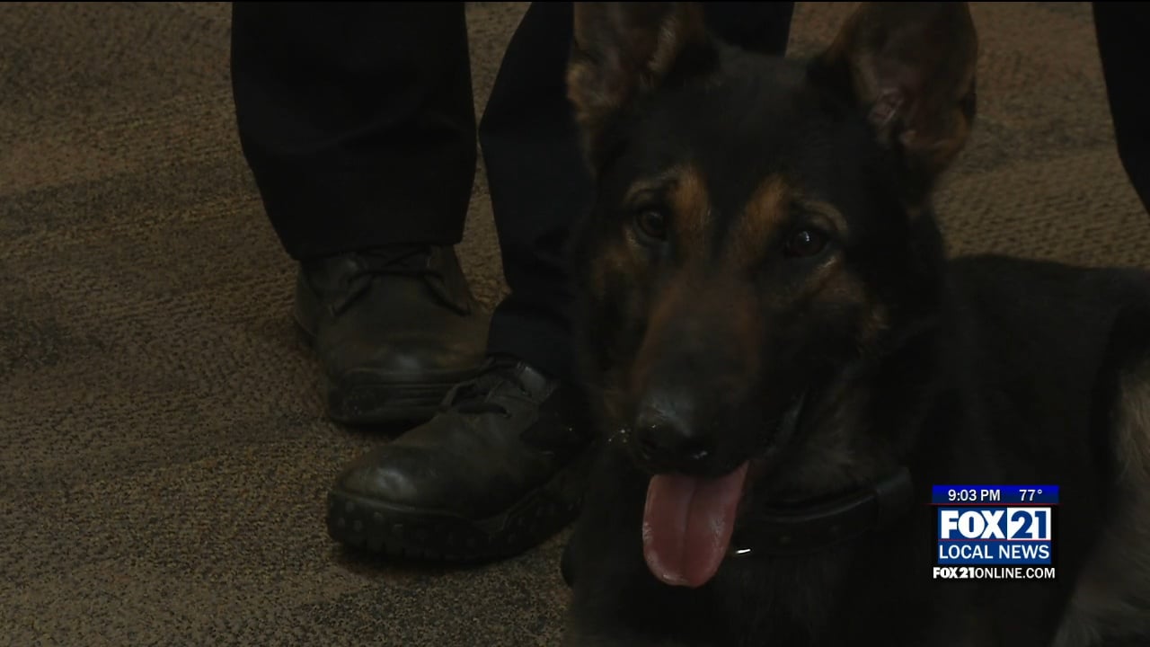 Sheriff's office honors Crescent City hero with K9 name, News