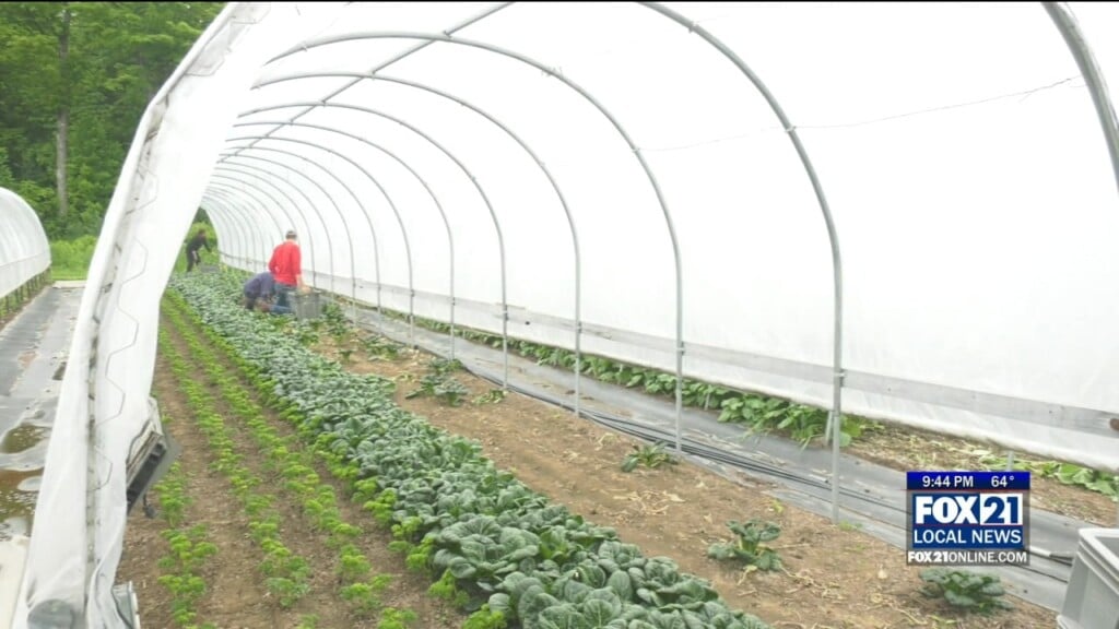 Food Farm