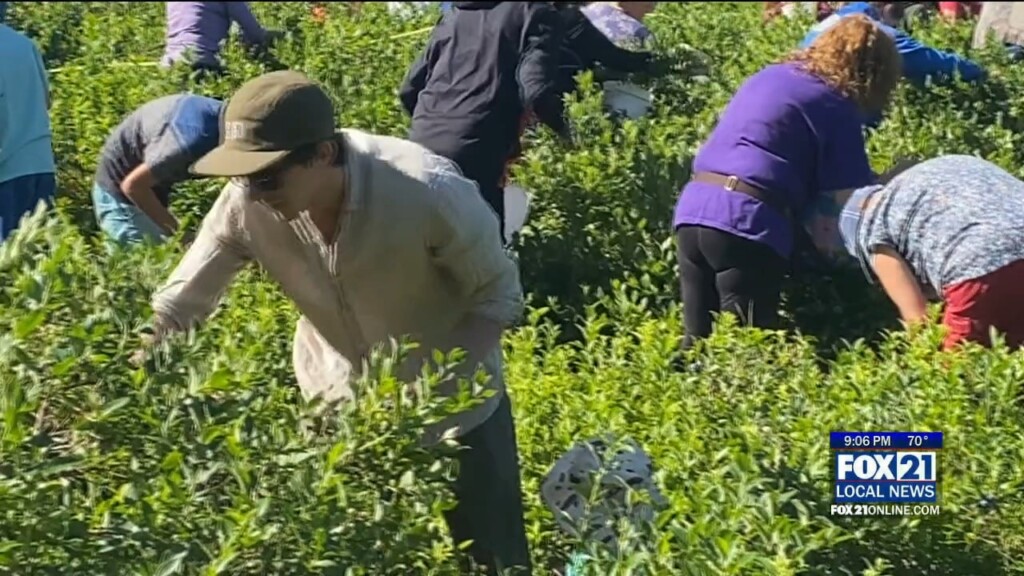 Blueberries