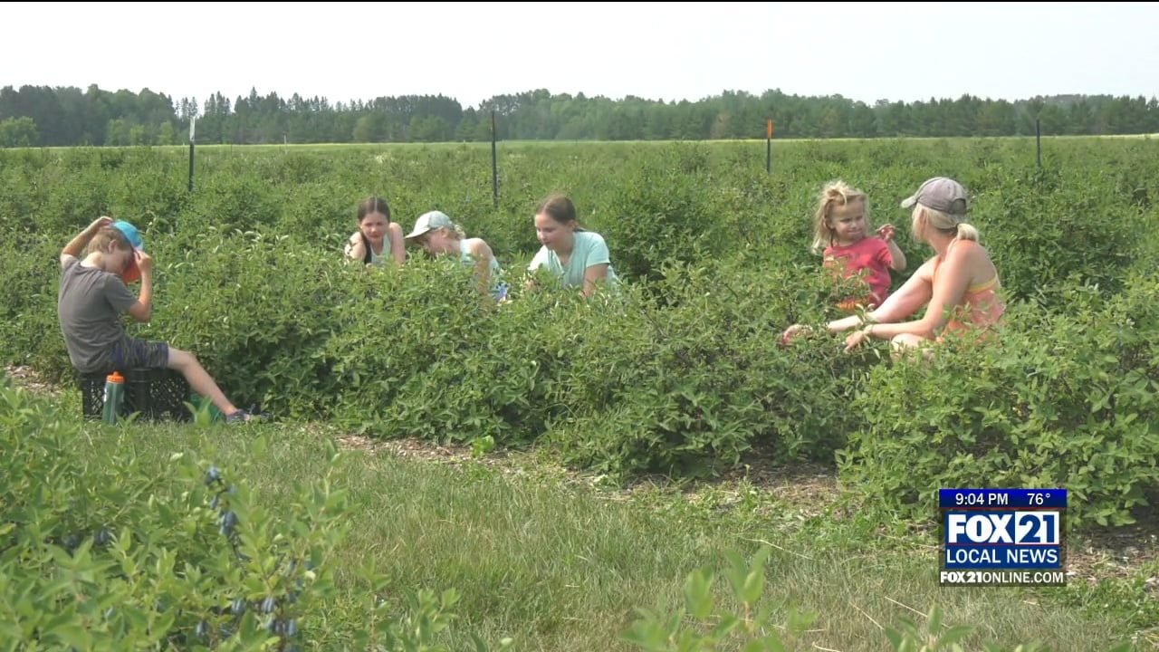 Honeyberry Picking Open 7 Days A Week At Farm LoLa