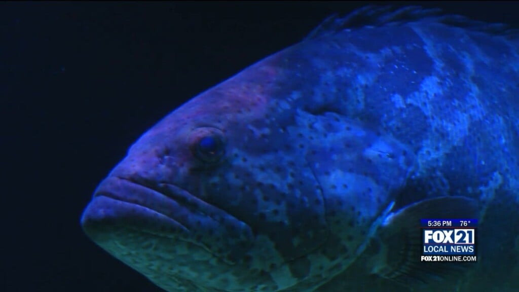 Macgrouper