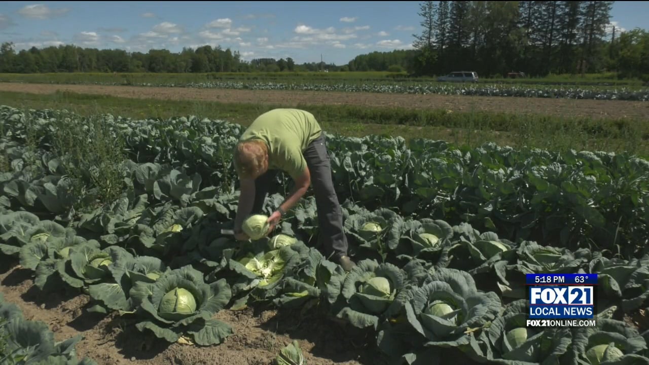 2 Local Wrenshall Farms Take On Sauerkraut Business
