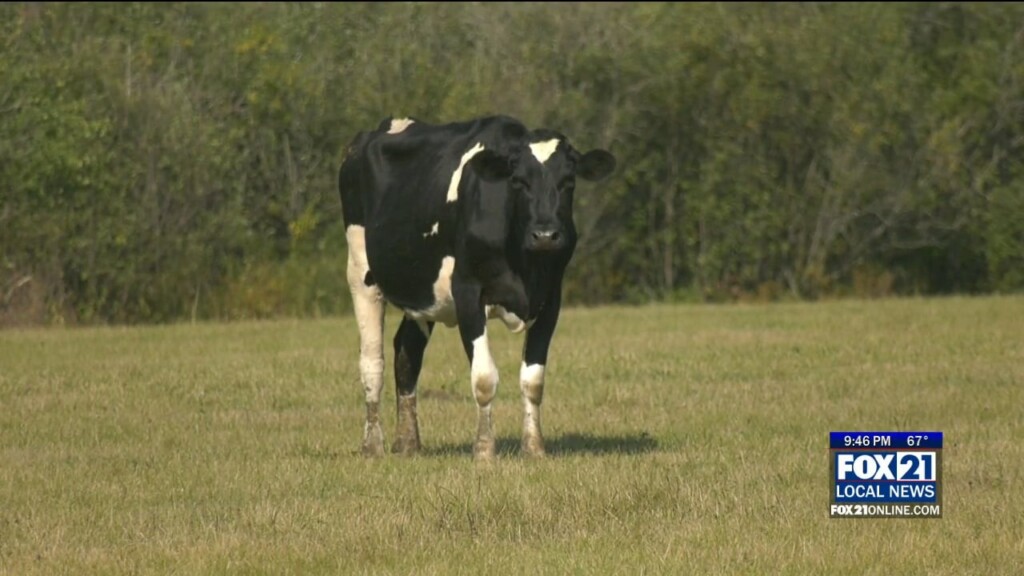 Dairy Farm