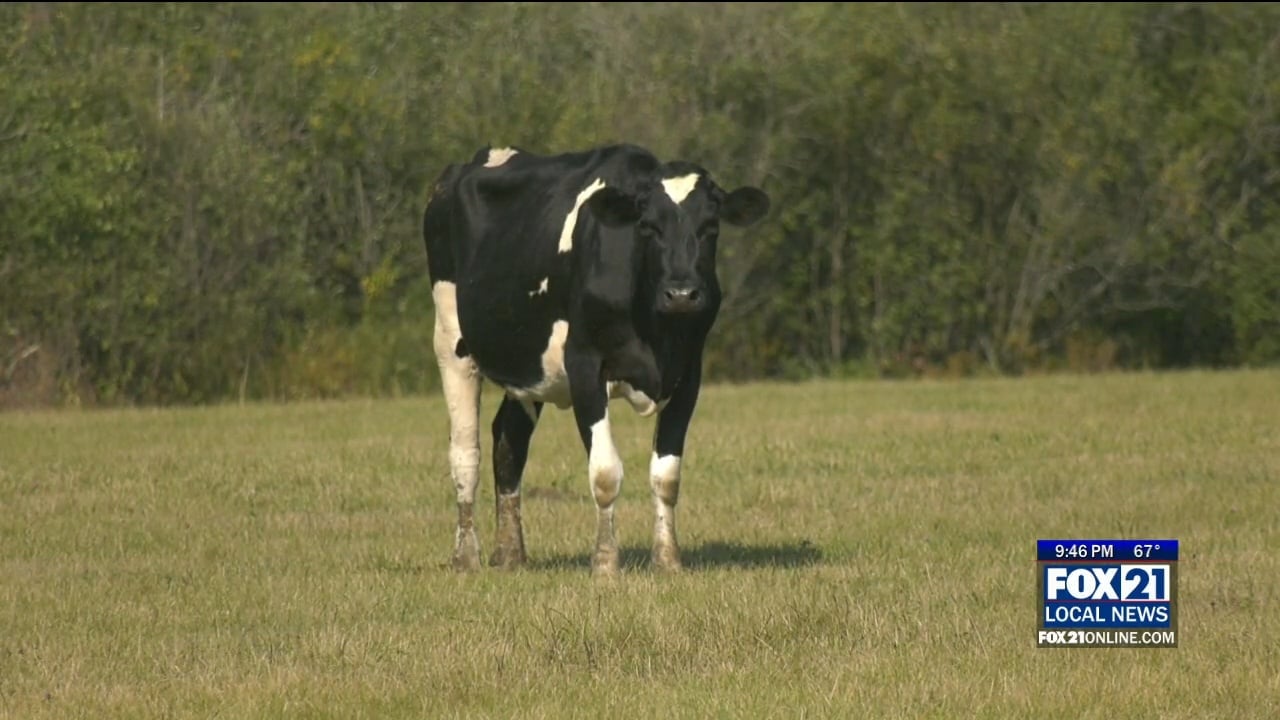 Why A Local Dairy Farm Is Being Forced To Dump Its Milk