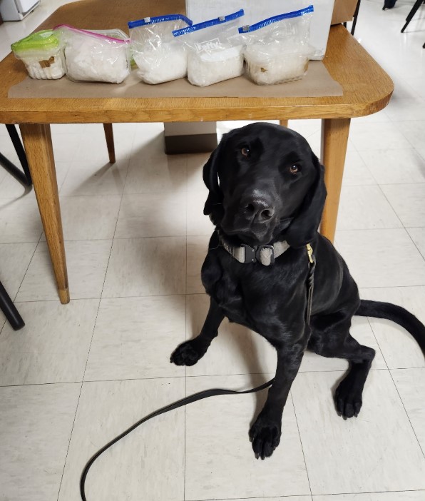 K9 Dog