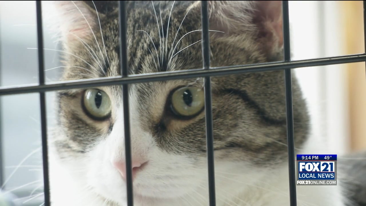 Subaru Love-A-Pet Helps Animals Find Homes - Fox21Online